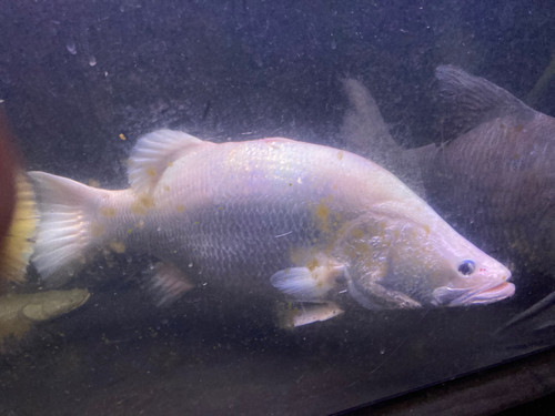 体型抜群　バラマンディー　３２cm± 体型抜群 バラマンディー 32cm±