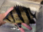 ree