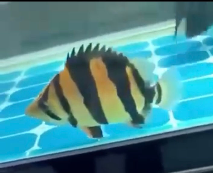 ree
