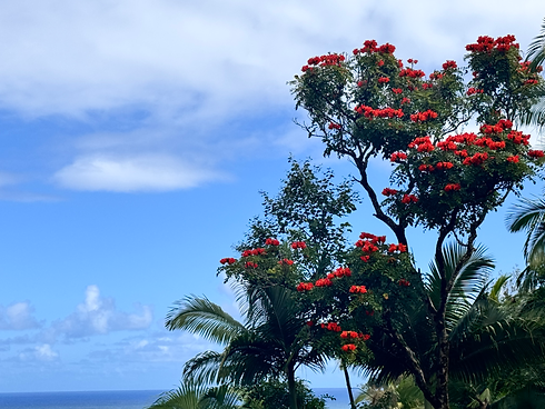 a tree in Hawaii with blooming red flowers