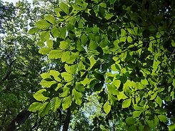 IMG_20220526_083547-min.jpg