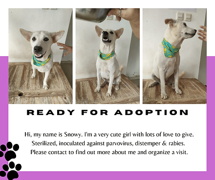 Vethoscope Adoptions-09.png