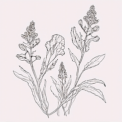 dried flower outline_edited.png