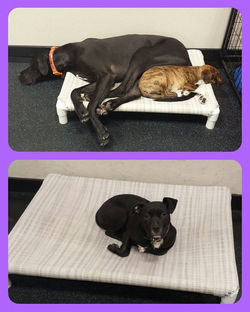 12661902_1514648002170933_2833495371355029825_n