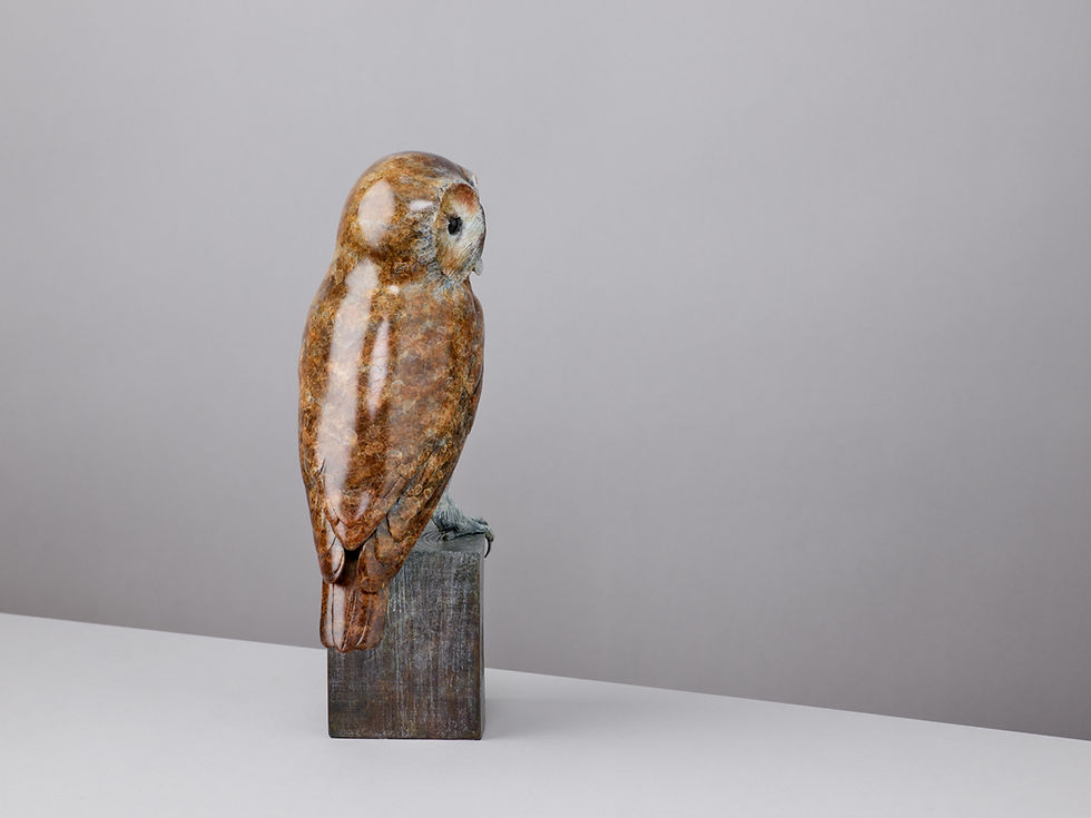 Thumbnail: TAWNY OWL