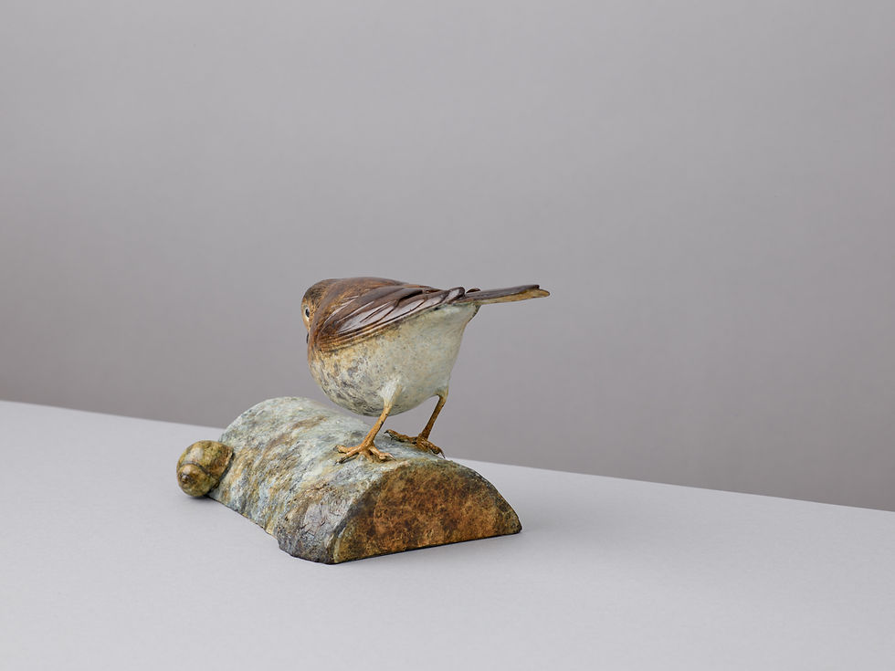 Thumbnail: SONG THRUSH