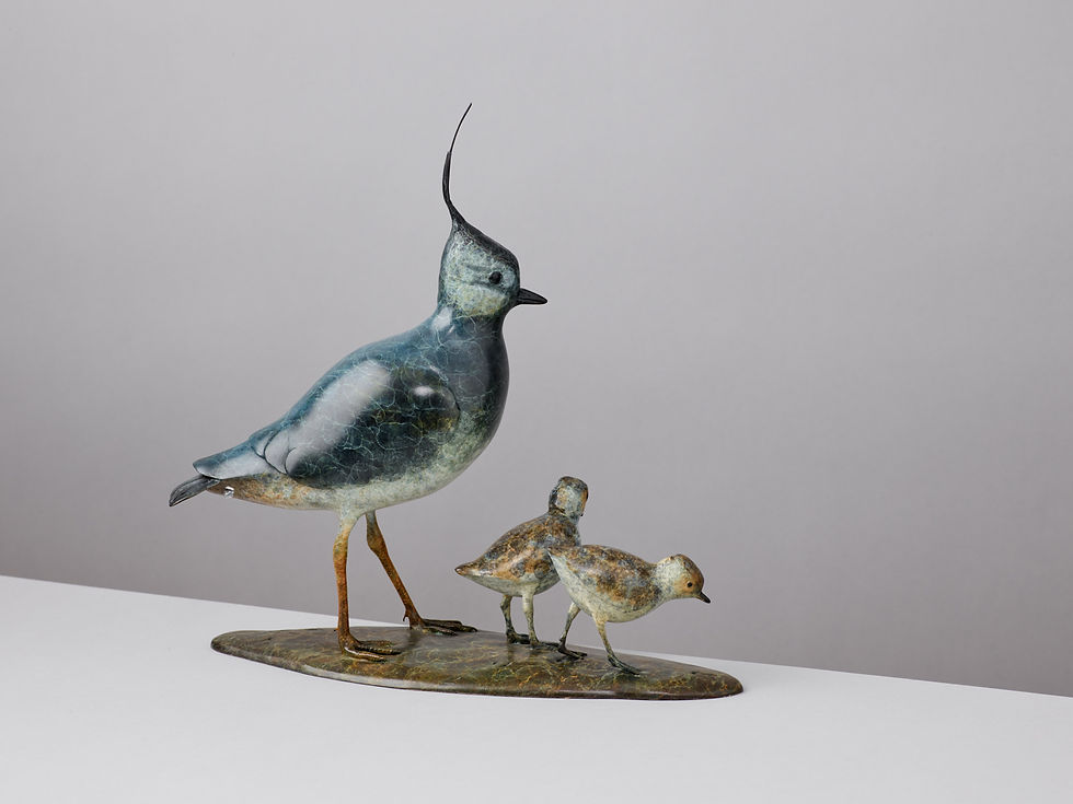 Thumbnail: LAPWING AND CHICKS