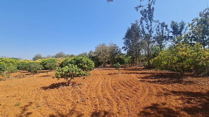 WhatsApp Image 2025-02-18 at 10.45.39.jpeg