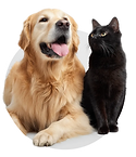 Pet-friendly apartments at Lincoln Heights Apartments in Wichita Falls, Texas
