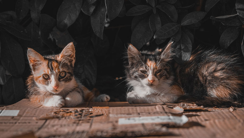 pexels-yasar-baskurt-706180077-29238563_edited.jpg