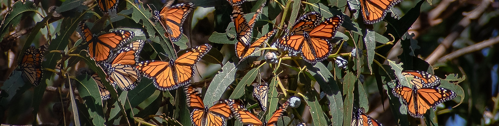 Butterfly migration.png