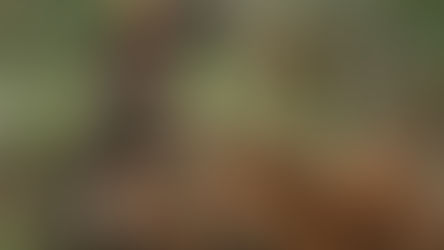 First Cow: o grau zero da denotação na cinematografia