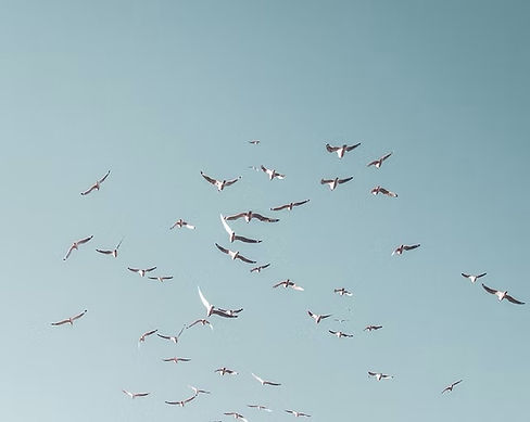 Gulls flying free - Ocean Wellbeing Specialist Counselling and Therapy