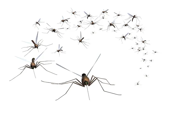 What Can I Do In My Backyard To Control Mosquitoes