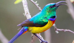 Bird watching in Rwanda
