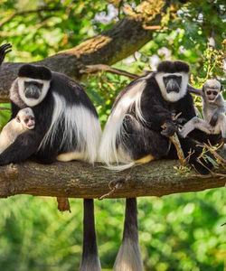 Gishwati Mukura National Park