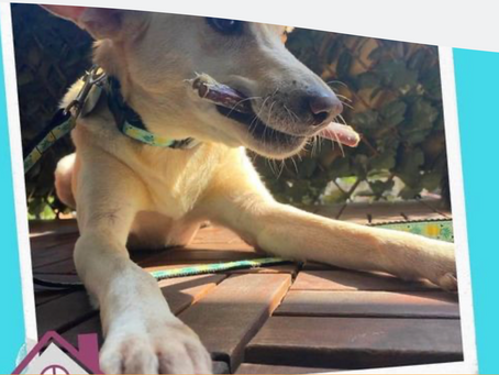 RESCUE | ADOPTION DORKA