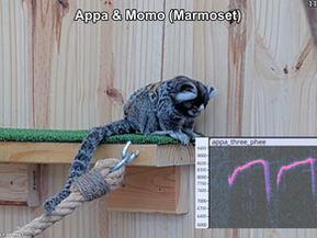 appa looking down as if to see the sonagram that contains his phees