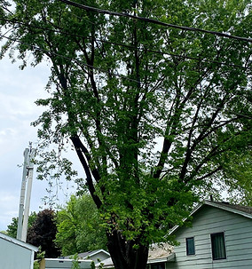 4 andys tree before_edited.jpg