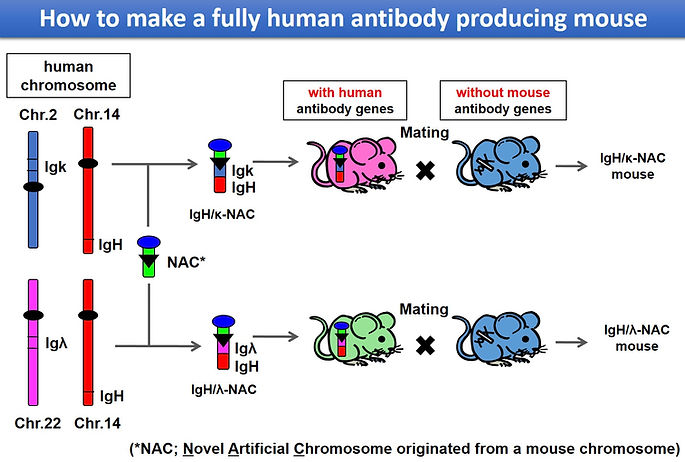 How to make a fully human antibody produ
