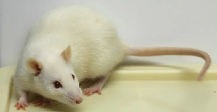 R D Trans Chromosomics