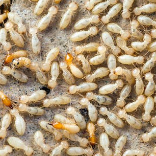 Termites - How bad are they really?