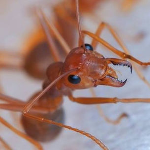 Top Three Household Pests