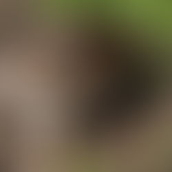 The low down on rats!