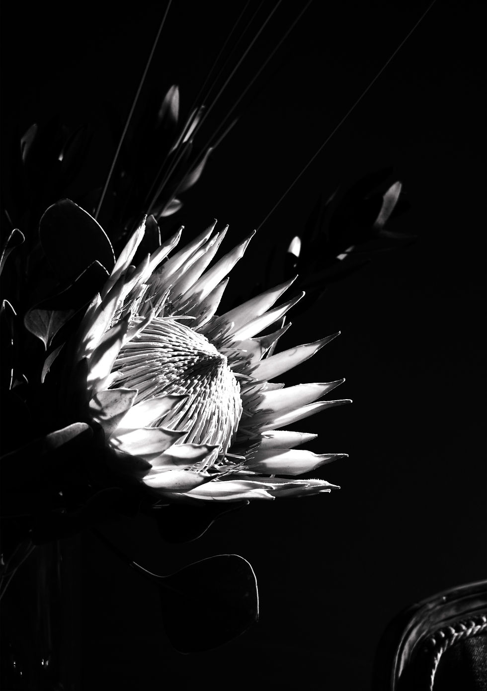 18-3670-King Protea-BW-JPG.jpg