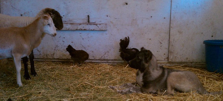 Training the Armenian Gampr livestock guardian dog with goats, sheep and chickens