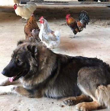 Training the Armenian Gampr livestock guardian dog with goats, sheep and chickens