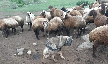 training your armenian gampr puppy livestock guardian dog