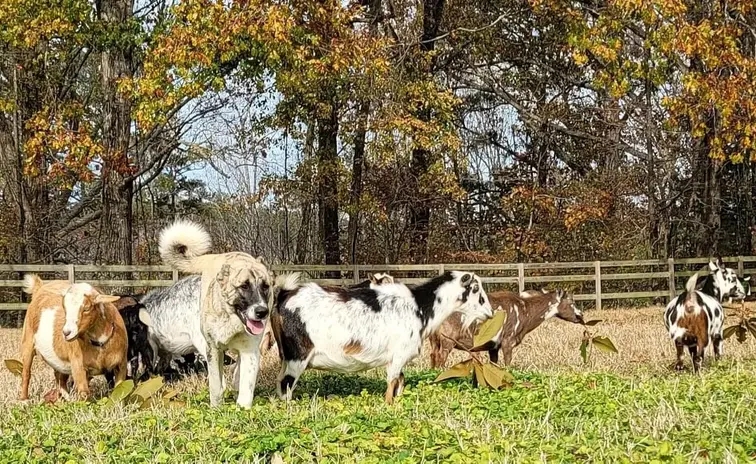 ADGA AGS MDGA registered dairy herd of mini alpine and nigerian dwarf herd