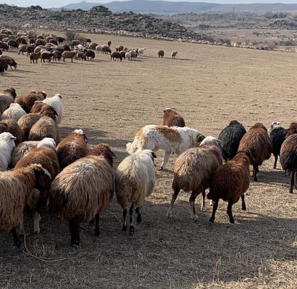 Sheep, nomadic, aboriginal, Farm, ranching, migrating, goats, pigs, Maremma
