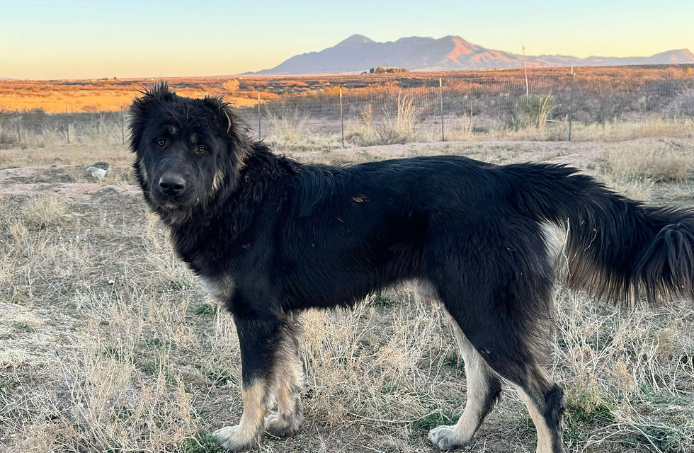 Messenger_creation_CA4DA49E-D81F-4C27-B954-76950EA72F80 (1).jpeg