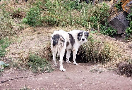 livestock working dogs of armenia