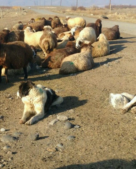 Livestock Guardian Dogs, Sheep and goat dairying, on winter pasture. Bonded to sheep, Puppies, young dogs adopt.