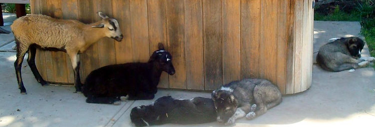 Training the Armenian Gampr livestock guardian dog with goats, sheep and chickens