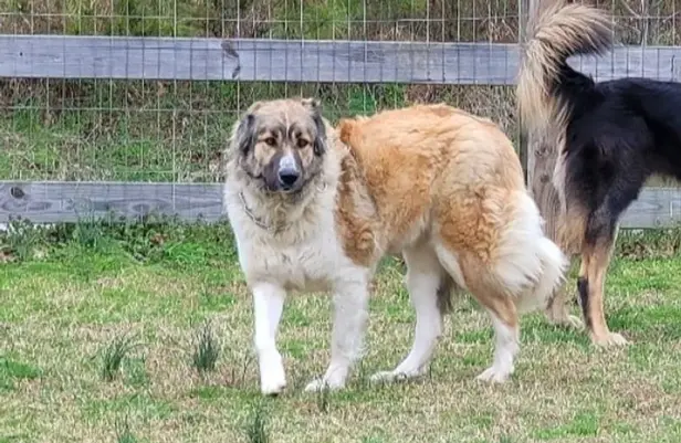 Breeder in Mississippi, USA in the southeast, genetic pairing near Canada