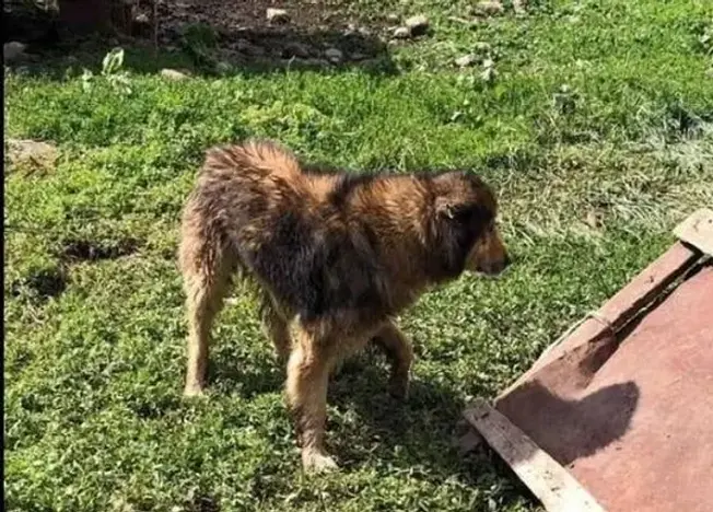 Adult male Gampr in Armenia, village dog with Embark