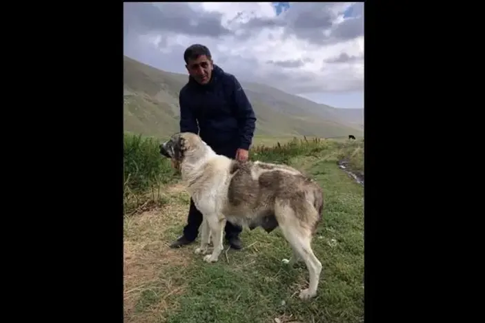 Breeding calendar for Armenian Gamprs gestation, selling litter