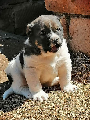 Mixed Gampr in Armenia from a known dog fighter
