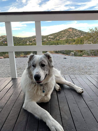 mountains, Texas, Alaska, PEI, dog, dogs for sale, transport, kunekune pig, poultry, peafowl, pasture raised