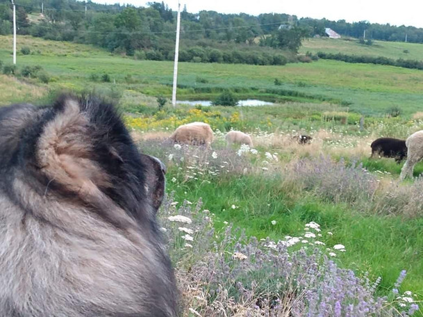 guardian, flock, peafowl, ducklings, Maine, grizzly bear