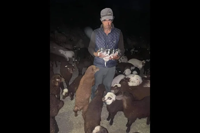 Nomadic yezidi shepherd with horned sheep and puppies for sale to the USA and Canada in North America