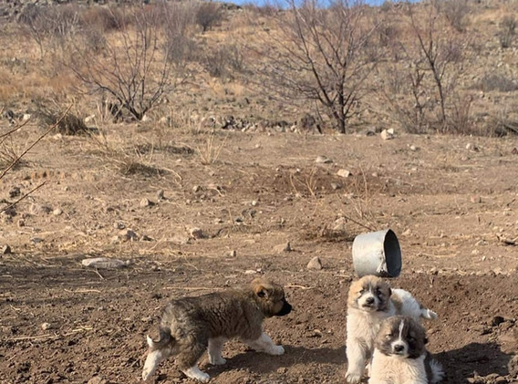 LDG, working dog, litter, puppies, K9, trees, transport, fall, adoptable, registered, breeding