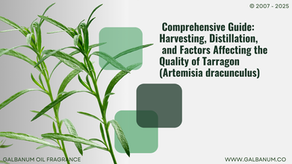 全面指南:龙蒿(Artemisia dracunculus)的采收、蒸馏及影响质量的因素