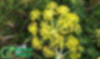 Galbanum oil fragrance