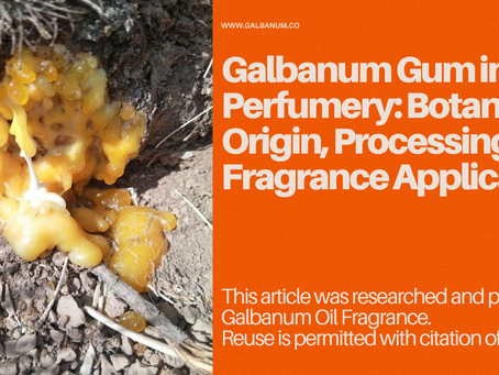 香料行业中的白松香胶(Galbanum Gum):植物来源、加工过程与香氛应用