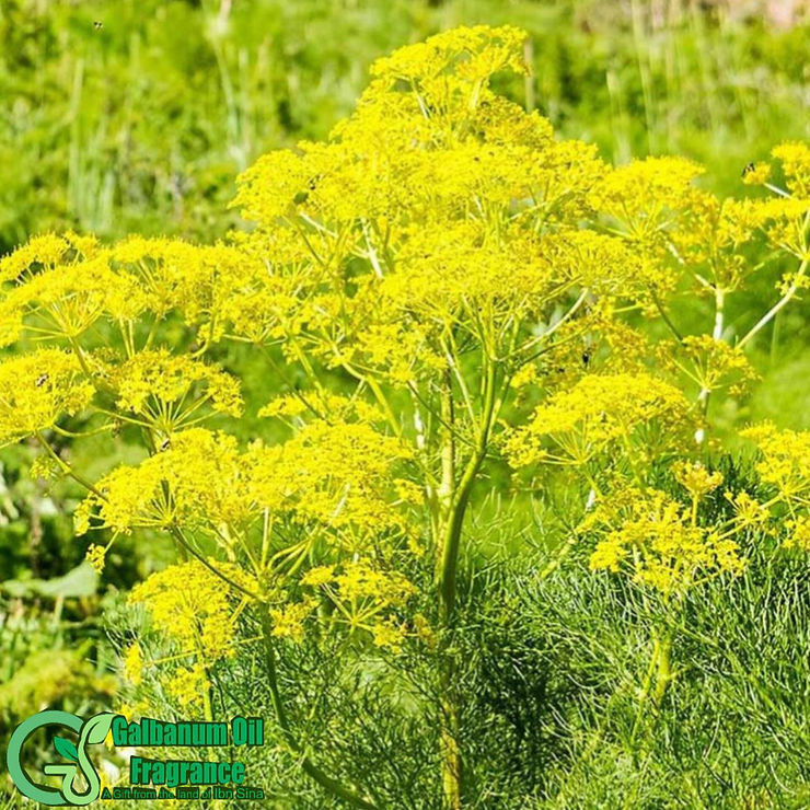 Asafoetida : notes et importance historique en parfumerie